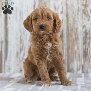 Jerusha, Mini Goldendoodle Puppy